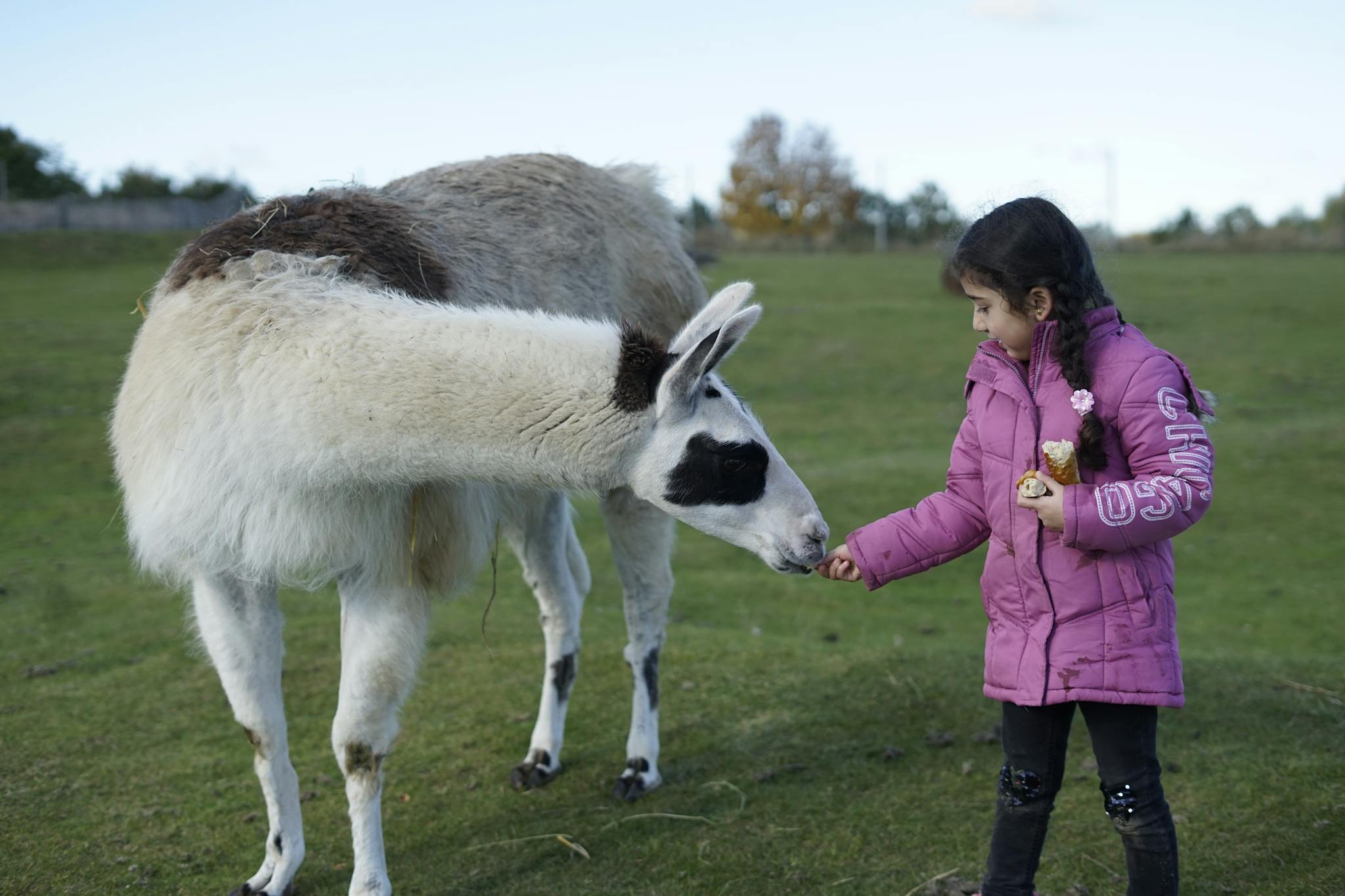 A young girl in a pink coat feeds a llama in a grassy outdoor field.