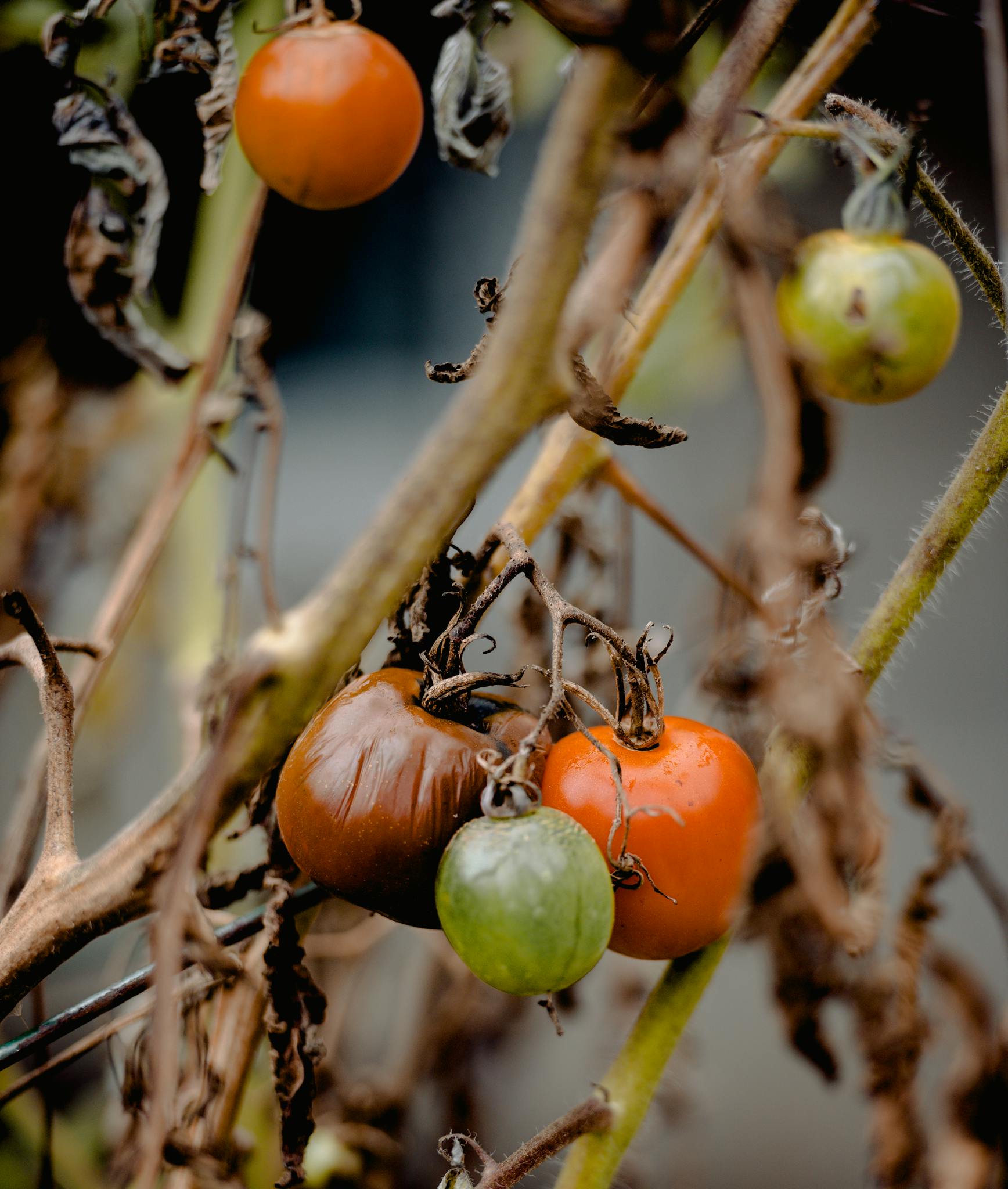 Detailed shot of ripe and unripe tomatoes hanging on a vine, showcasing natural growth.