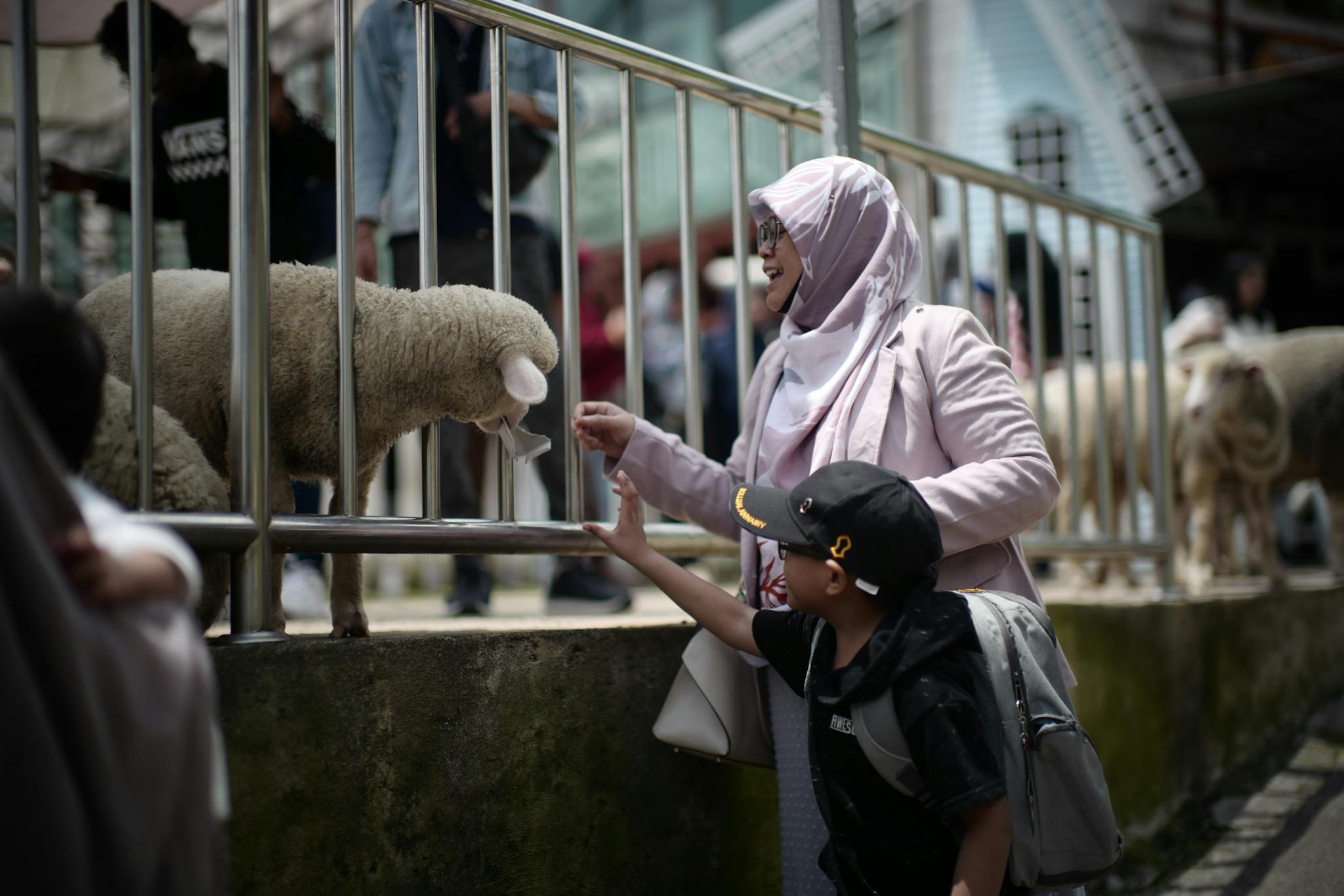 Mother and son enjoy a moment with sheep at a farm in Cameron Highlands, Malaysia.